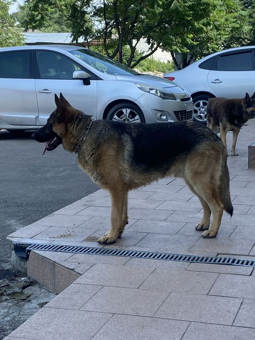 Вязка.Кобель німецькоі вівчарки .Договірна