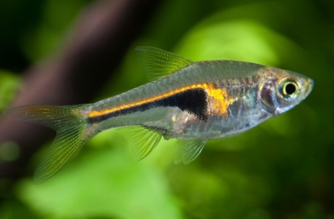 Razbora Hengela MASSON
