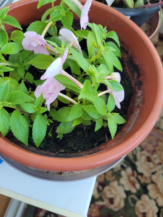 Рослини ахіменеса вирощені з надлишків різом Недорого Висилаю НП УП