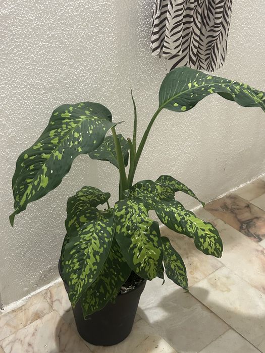 Planta decorativa comigo ninguem pode