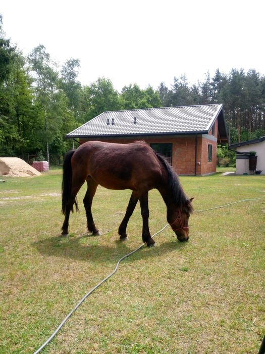 Klacz konik Polski 4 latka w zestawie z siodłem
