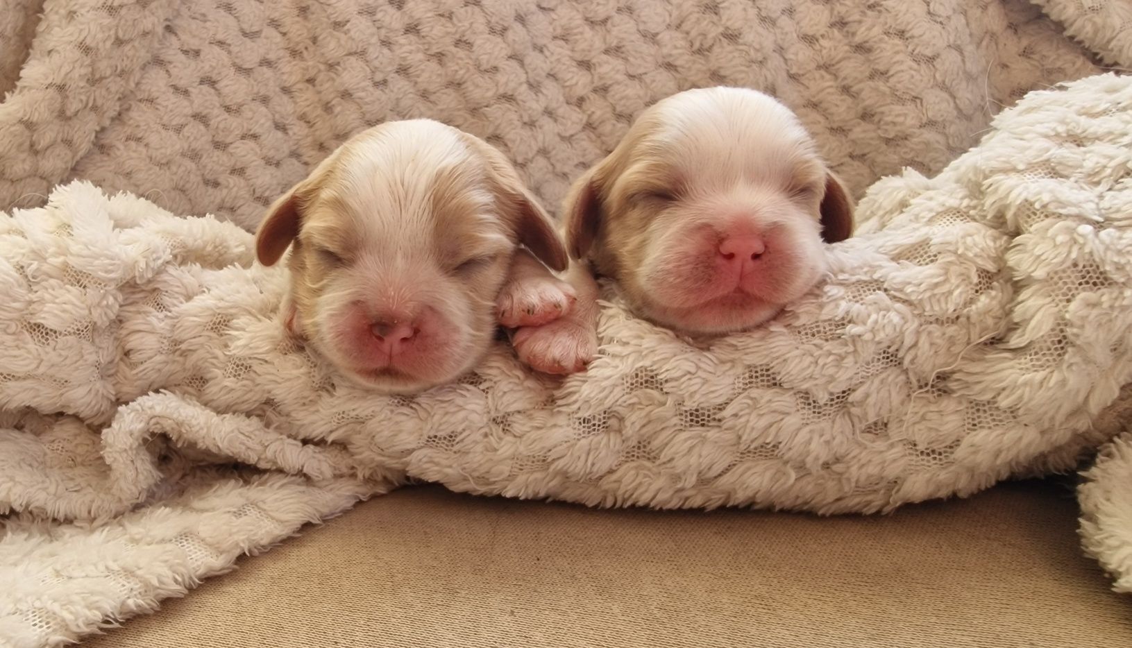 Cavalier King Charles Spaniel FCI