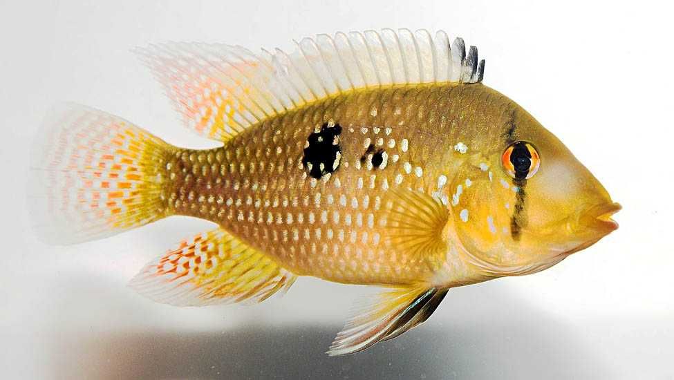 Geophagus brasiliensi - ziemiojad brazylijski