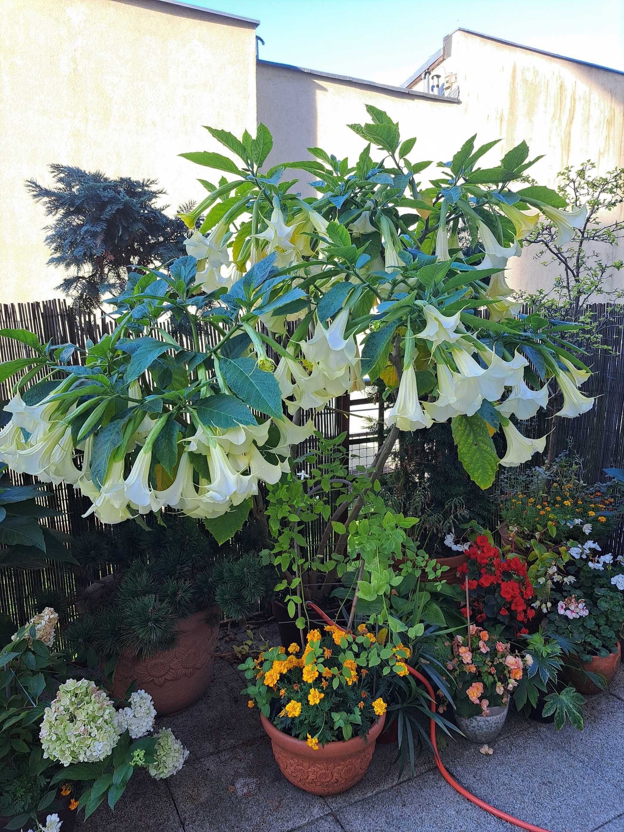 Datura bial̥a, różowa, kremowa, żółta 15-20 cm, 12zł