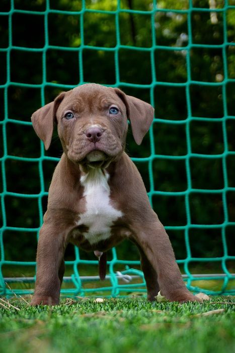 American Bully XL samiec