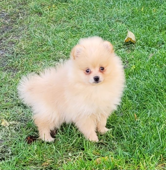 Szpic miniaturowy-dziewczynka