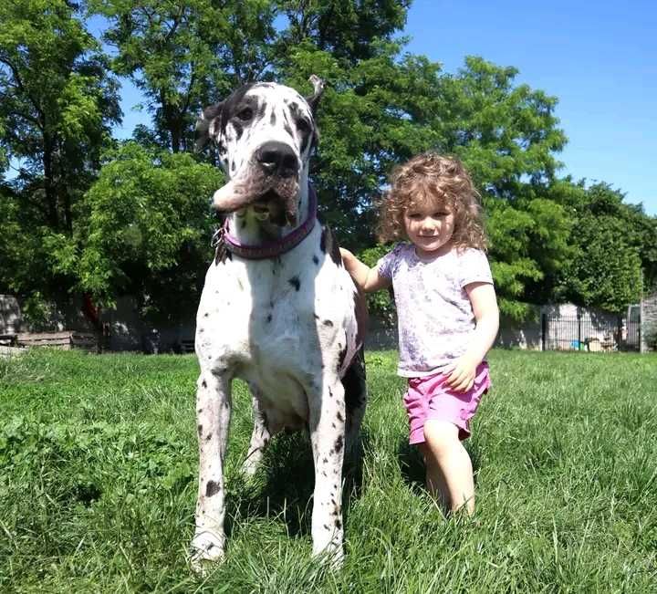Dog niemiecki merle suczka Hodowla La Componella FCI ZKwP