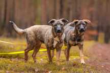 Tajga i Gryzka do adopcji