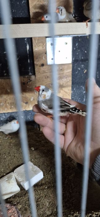 Zeberki młode 2025r