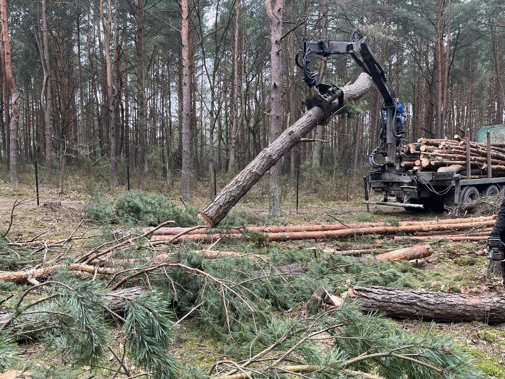 Mulczer wycinka drzew czyszczenie działek usuwanie karp rebak mielenie