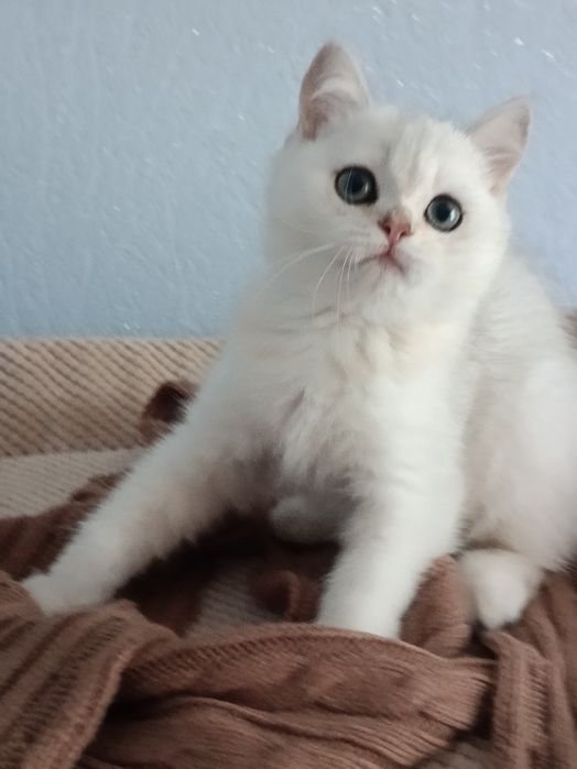 Пухнастий релаксик