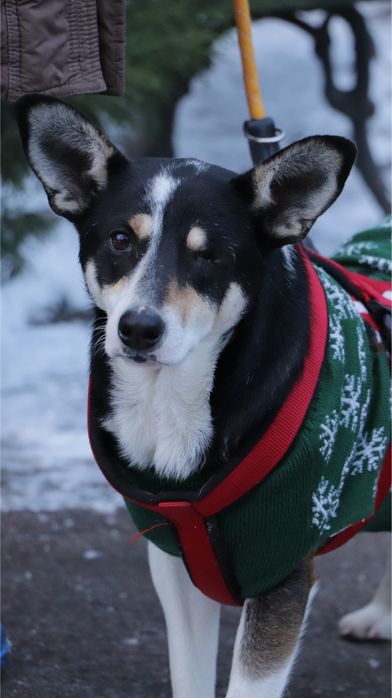 Собака, особливий пес, собачка з притулку, песики київ/киев