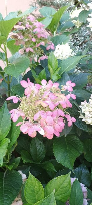 Гортензія волотиста різні сорти