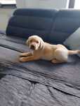 Sprzedam labrador retriever