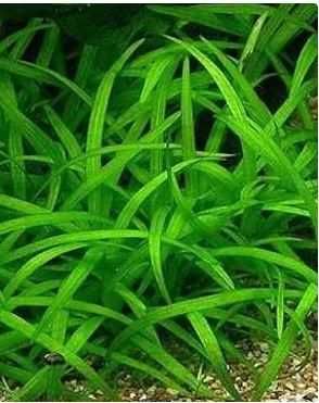 Plantas Aquario Pack