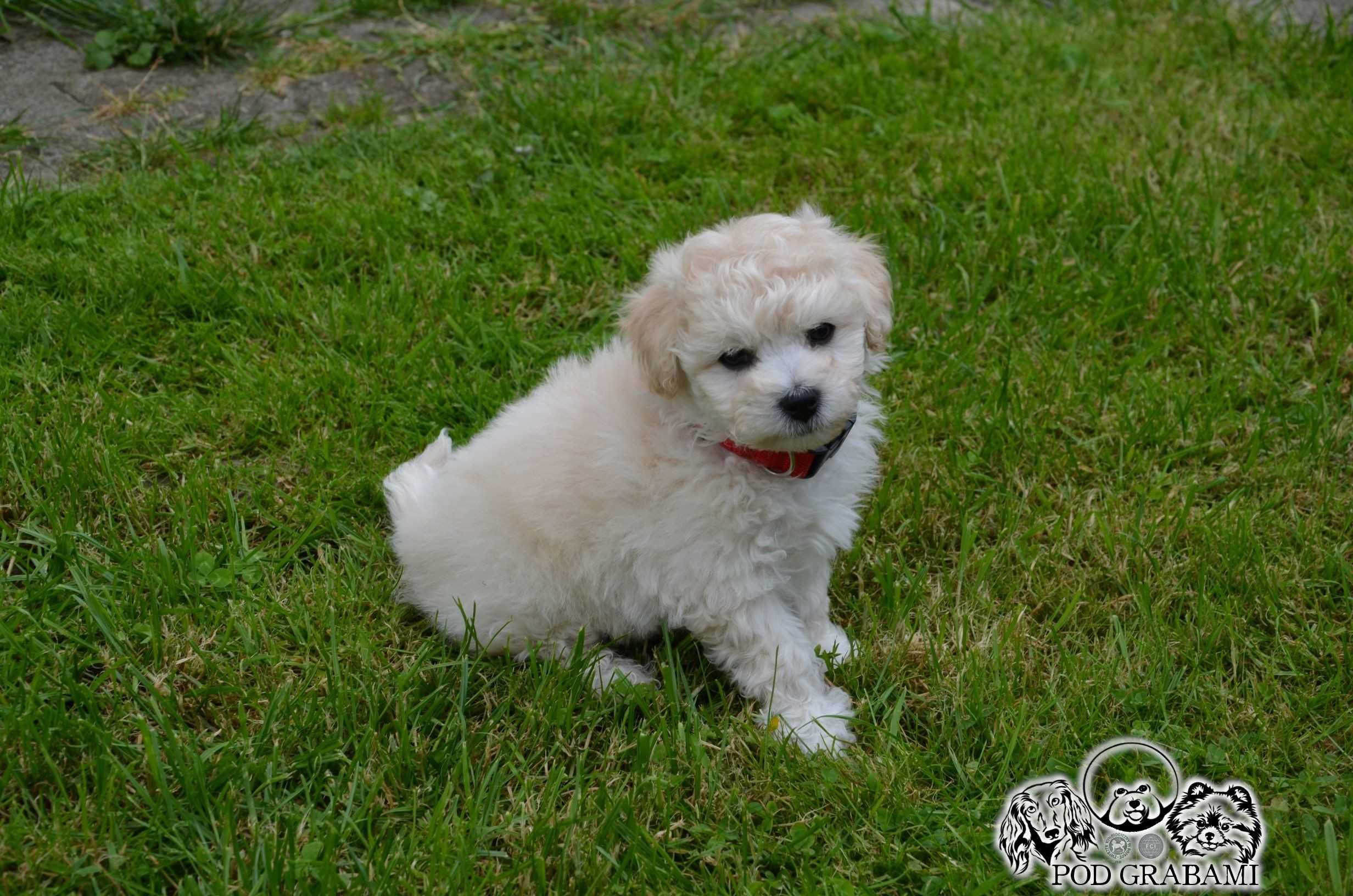 Bichon frise FCI po Multichampionie.