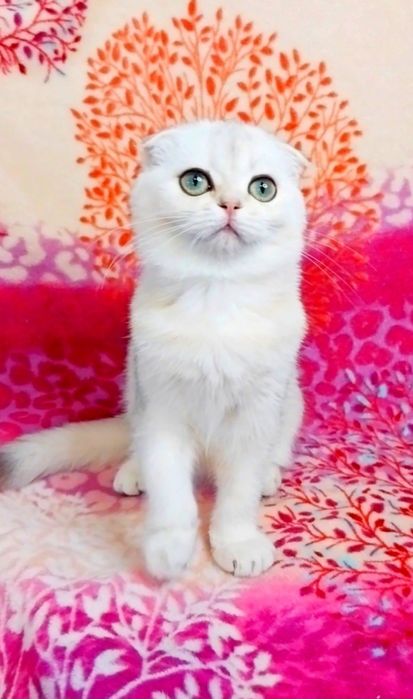 Надзвичайно ніжна зеленоока красуня