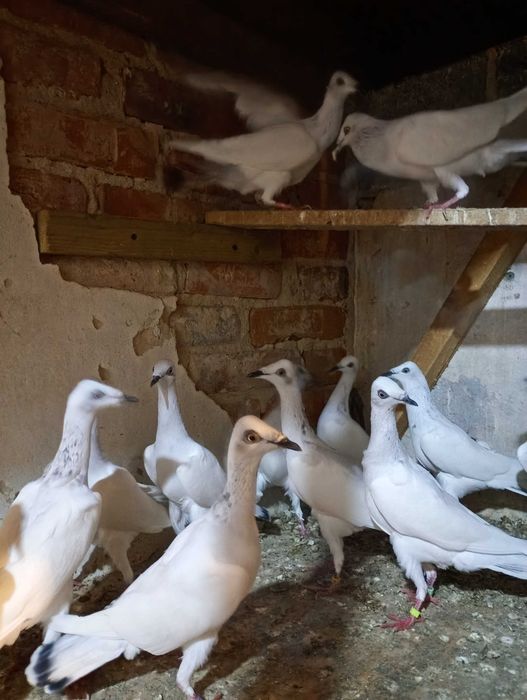 Sprzedam gołębie jasne srebrniaki