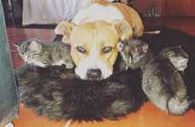 Tomo conta do seu animal/Hotel/Petsitting