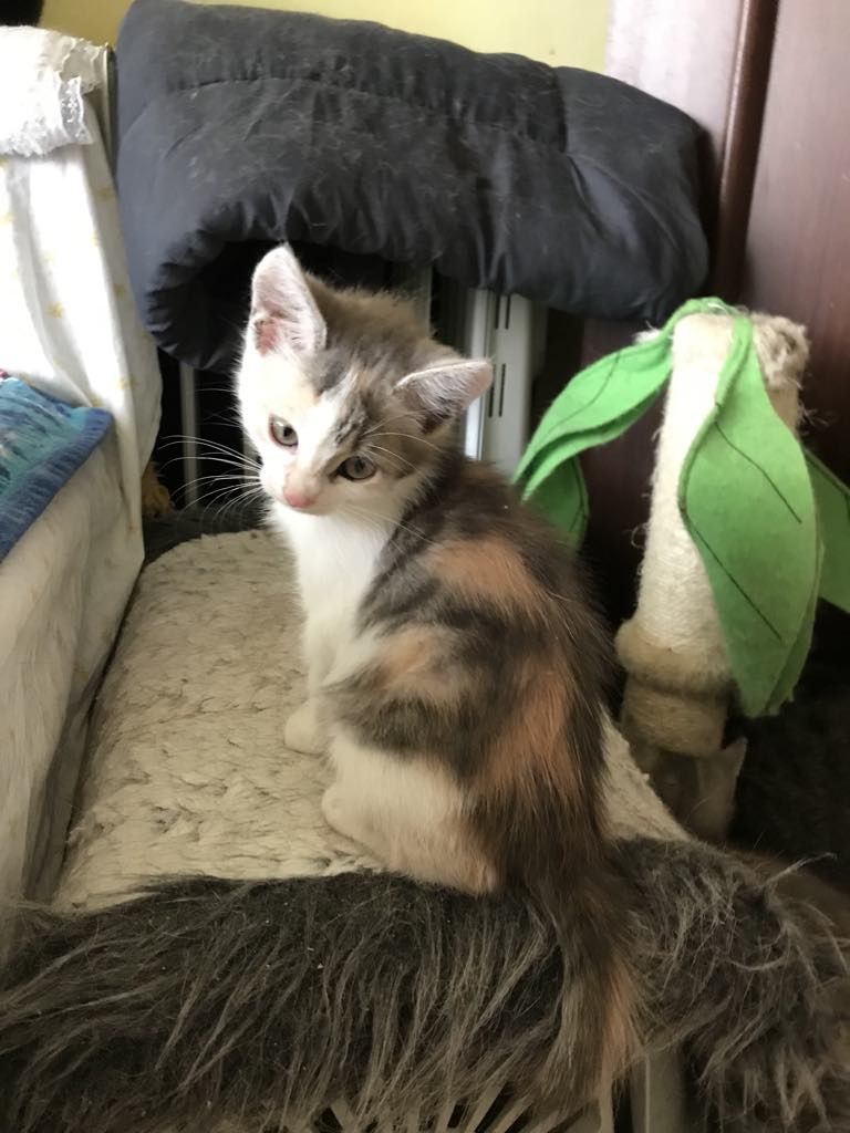 Кошеня. Кіт. Киця.