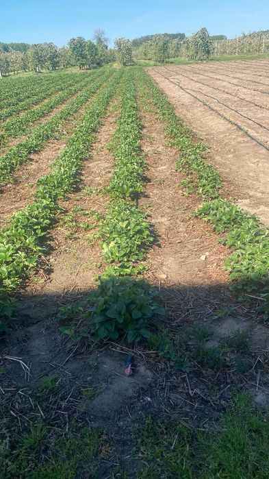 Sadzonki truskawek późnej i powtarzajacej