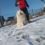 Pies samojed samoyed