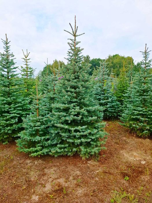 Świerk kłujący srebrny w donicy 60 - 175 cm / Cięty TuChoniki.pl Jodła