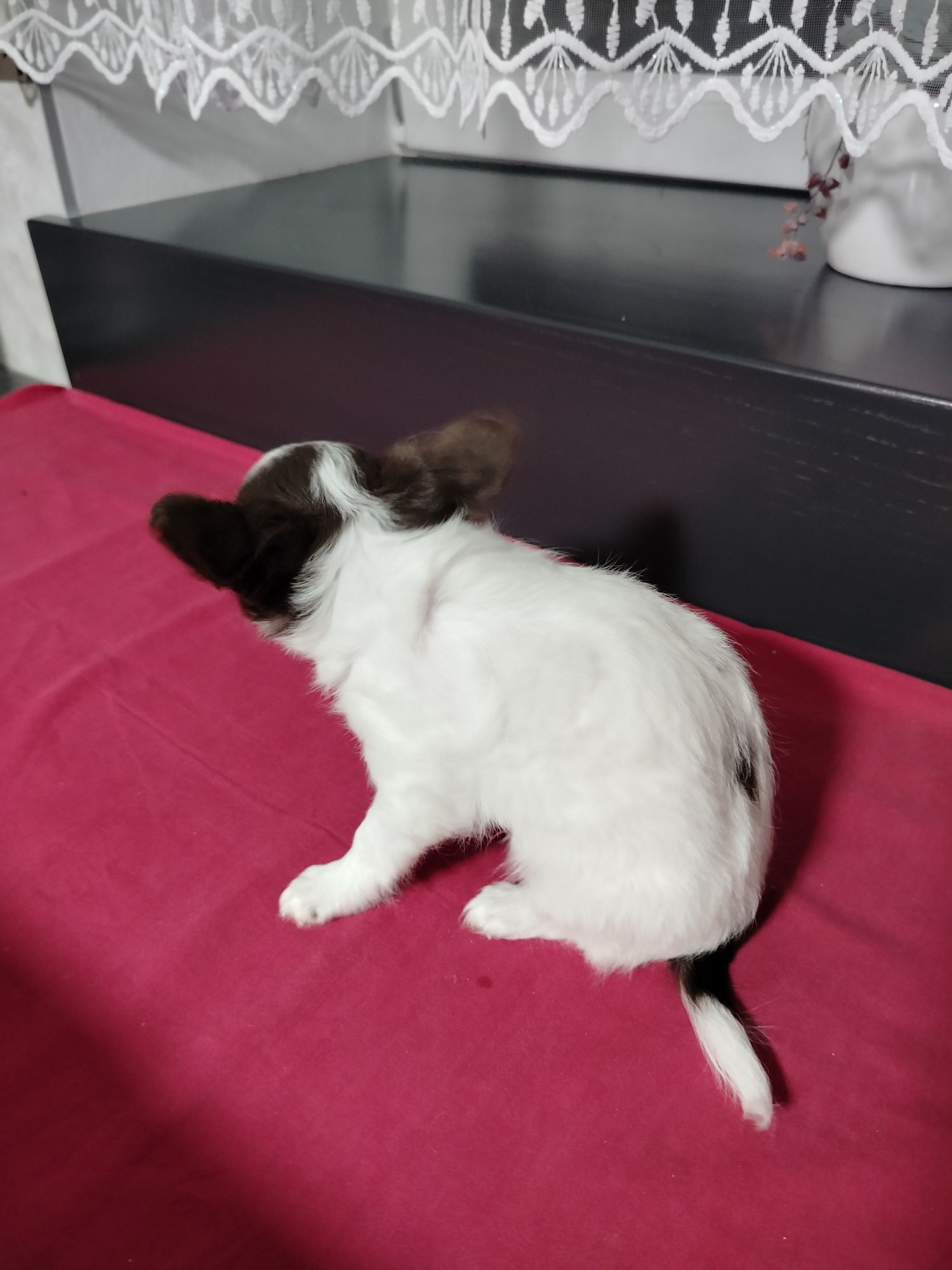 Chihuahua piesek