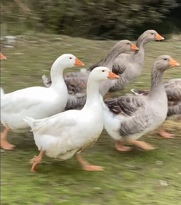Гуси Датский Легарт і  сіра велика