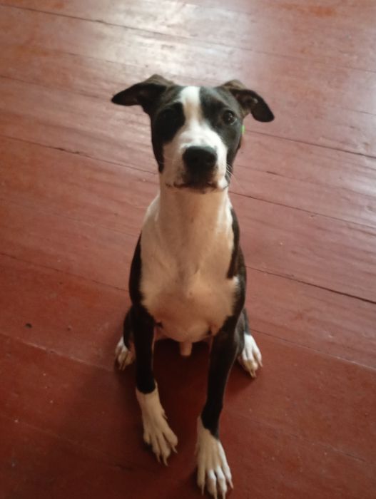 продадим щенка питбуля