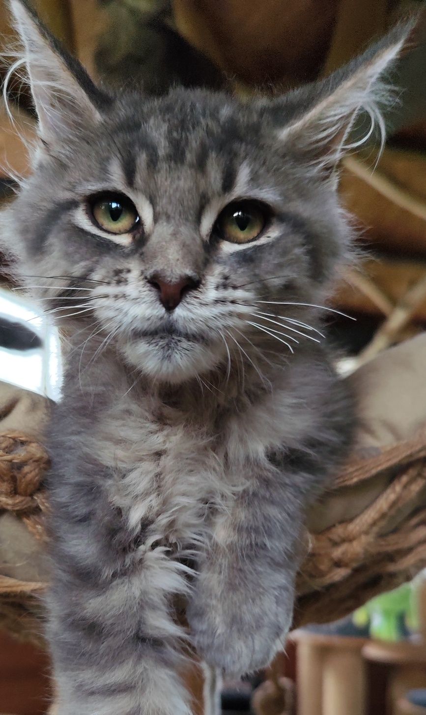 Niebieski kocurek Maine Coon BLUEBERRY Ashantu*PL