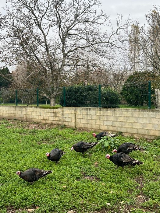 Perus machos caseiros