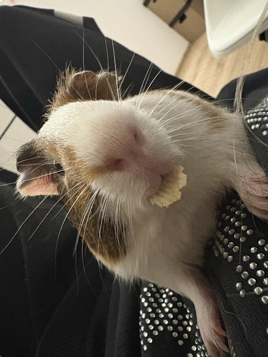 2 swinki morskie z klatką