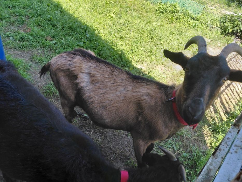 Kozy Alpejskie 2 sztuki z kolczykami