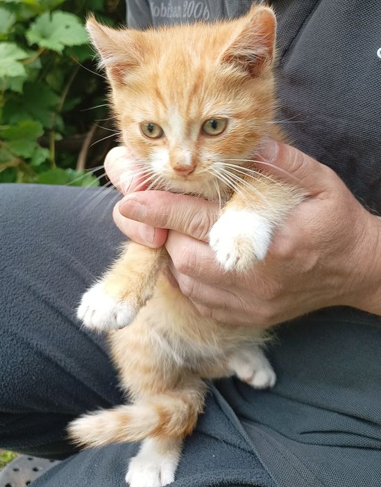 Віддаю котика в добрі руки