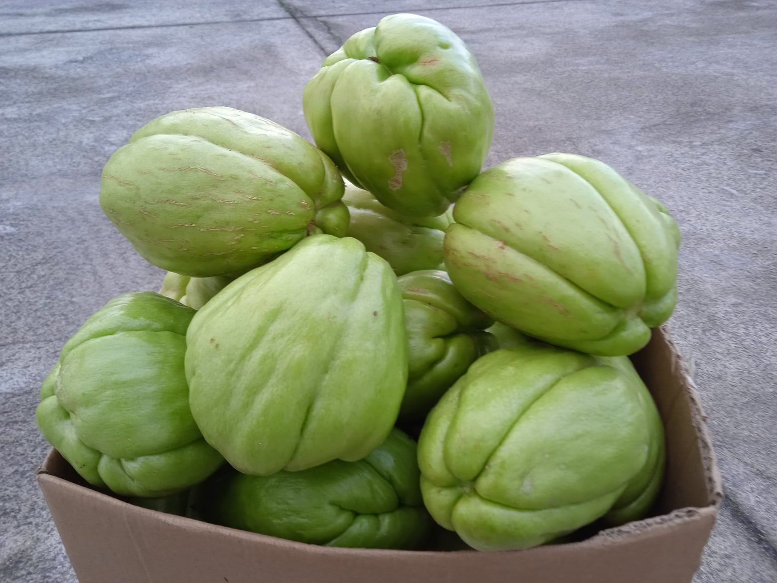 Vendo chuchus para transplantar, não tem picos.