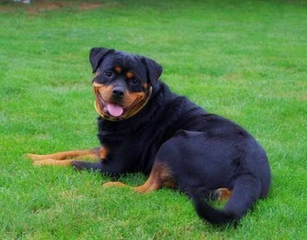 VIVA - suka rottweiler 2l z Ukrainy szuka dobrego opiekuna