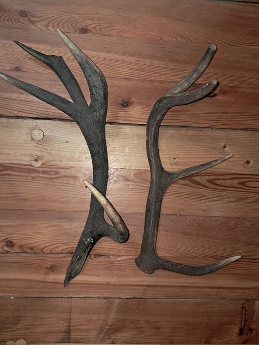 Rogi poroża jelenia jeleń dwie sztuki