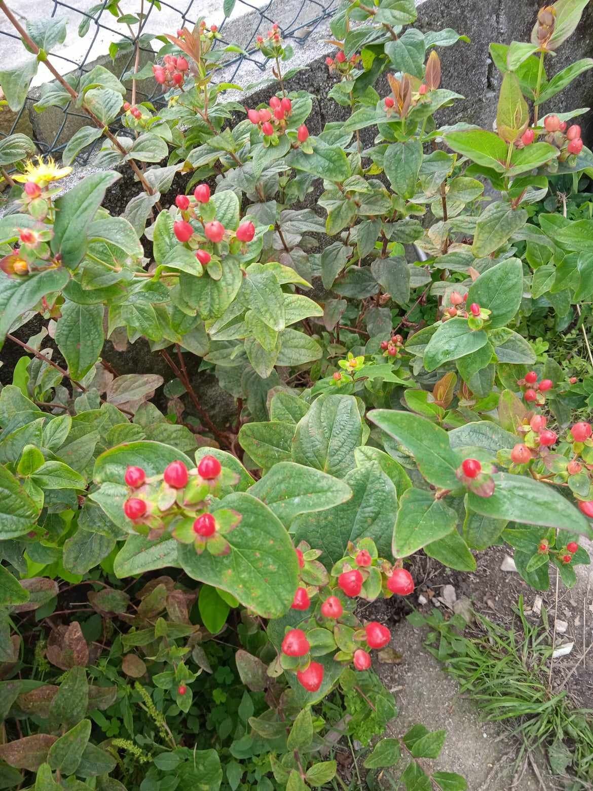 Vendo flores para fazer arranjos