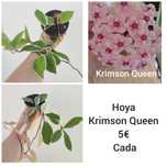 Hoya Krimson Queen - Flor de Cera