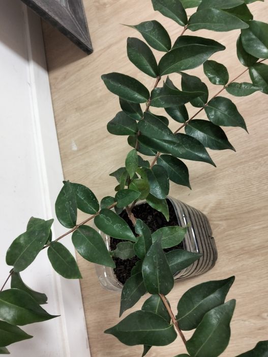 Pitangueira para venda