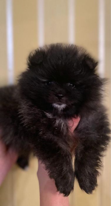 Цуценя шпиців, неймовірноі краси народились 02.12.24 року.