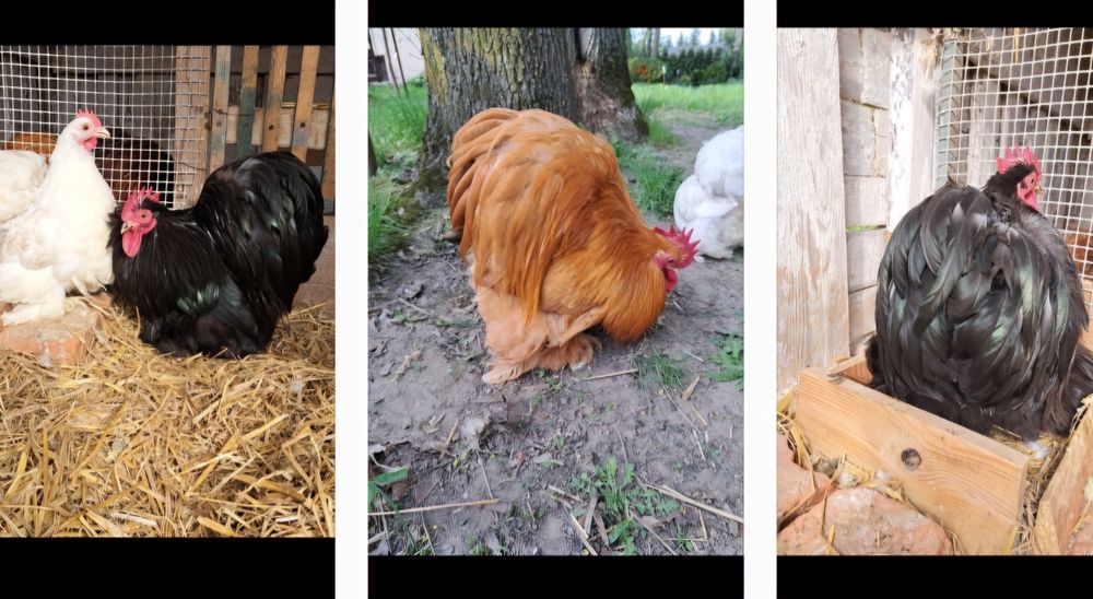 Kochin karzełek chabo kury koguty