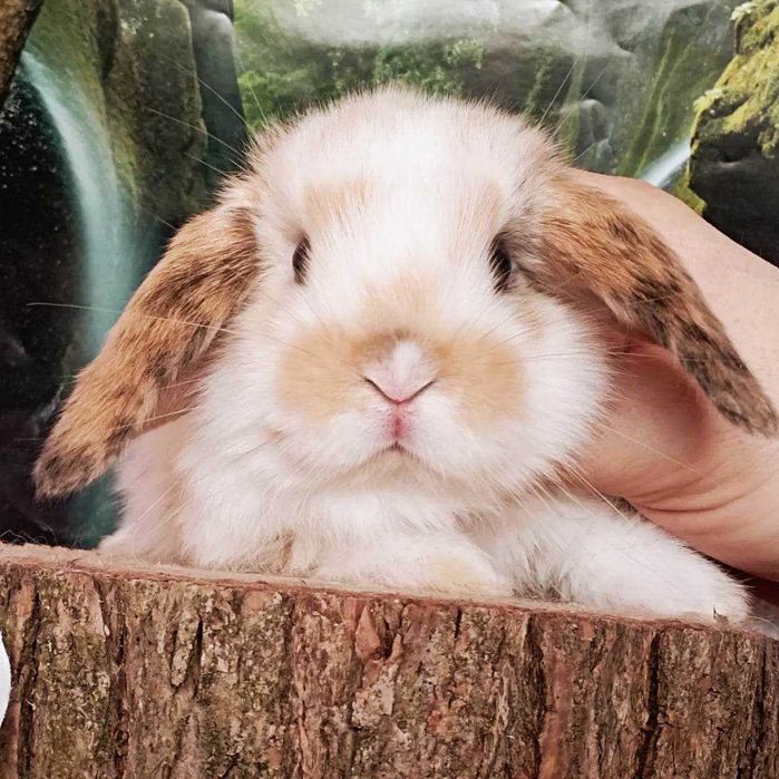 Mini lop karzełek Teddy hodowla zarejestrowana Sweet Teddy & Lop