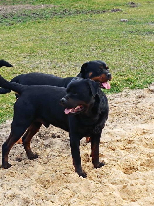 ROTTWEILER z Rodowodem