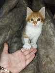 котёнок в хорошие руки