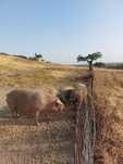 Leitões, porcas e varrasco Bísaros puros  Barrancos, Baixo Alentejo