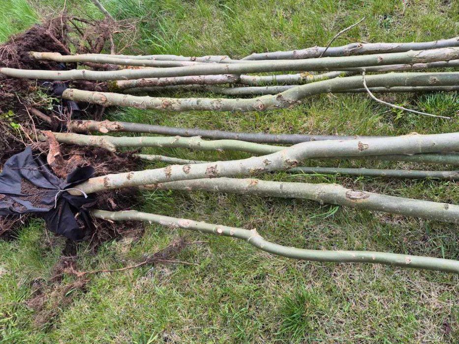 Jesion wyniosły O. 16-30 cm duże drzewa