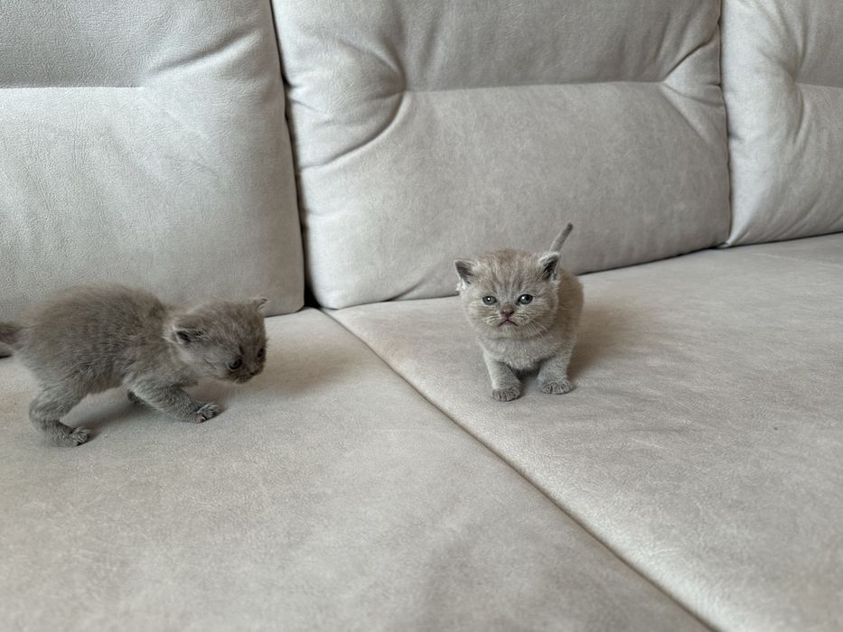 Шотландські кошенята