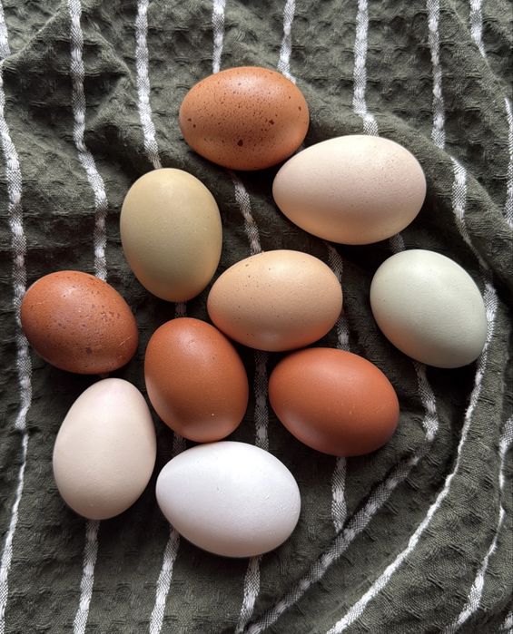 Jaja wiejskie, jajka od kur z wolnego wybiegu